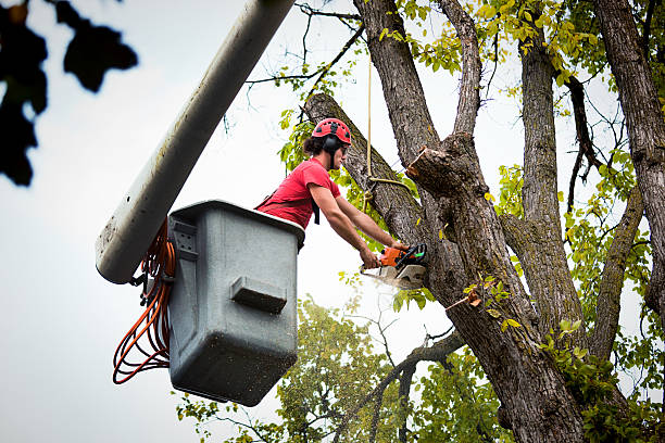 Why Choose Our Tree Removal Services in Oasis, CA?